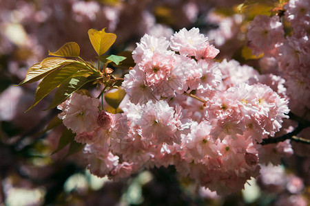 樱花盛开樱花樱花樱花日本春天的花朵图片