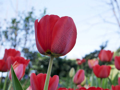 春天盛开的红郁金香图片