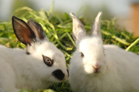草地上的白色小兔子图片