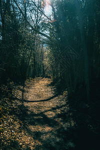 在森林深处的一条道路被阴暗图片
