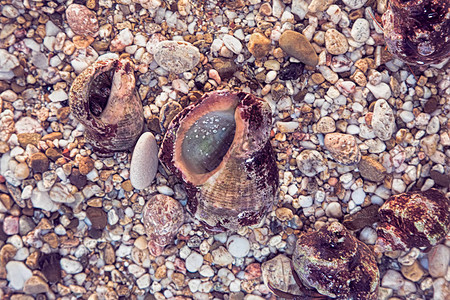 美丽的异国贝壳和石头广告蛤的背景图片