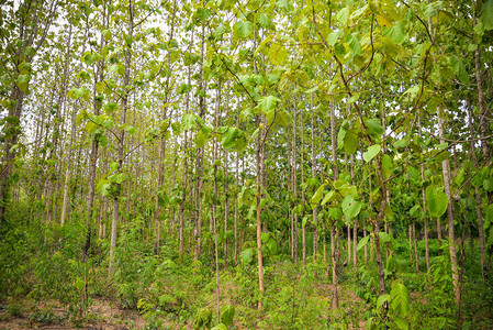 田地TeakTeak树农村种植区Teak图片