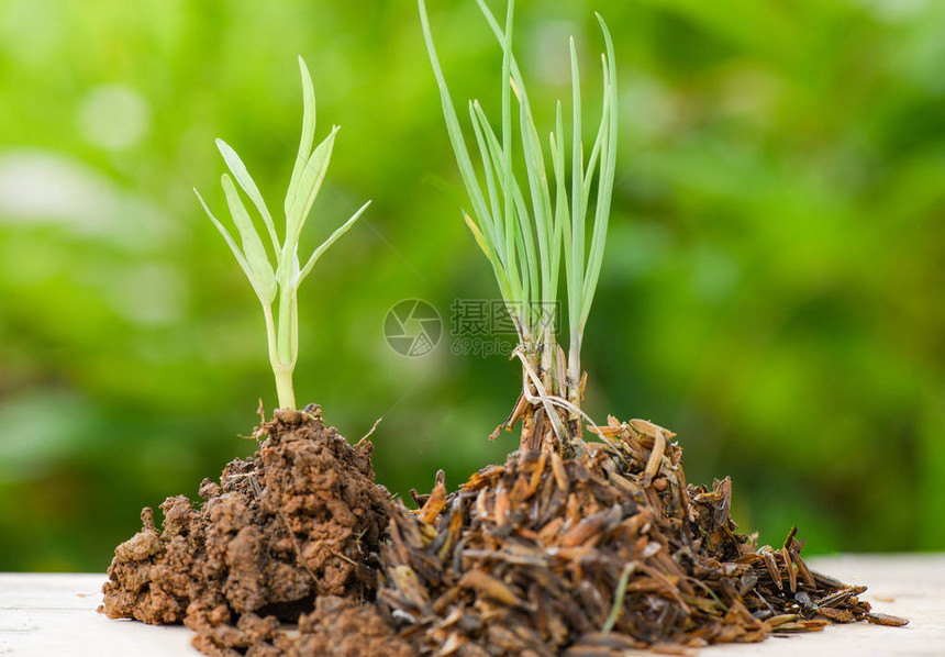 植物生长在土壤木头上的土壤与绿色幼苗种植农业和播种早晨生态绿色自然背景种植树木以减少全球变图片