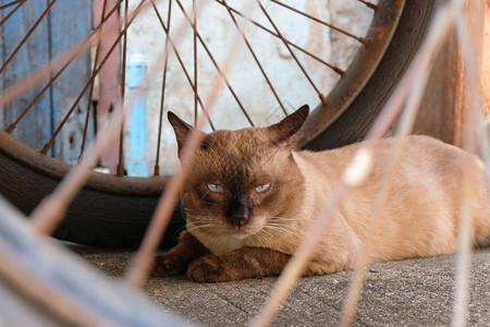 愤怒的猫和不快乐的图片