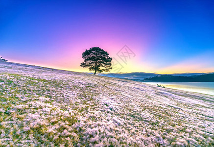 神奇的雪草山和松树黎明时分背景图片