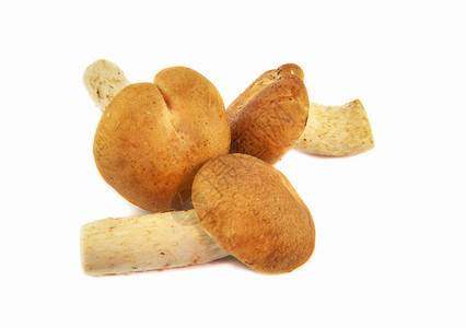 蘑菇原始新鲜的Shiitookes蘑菇图片
