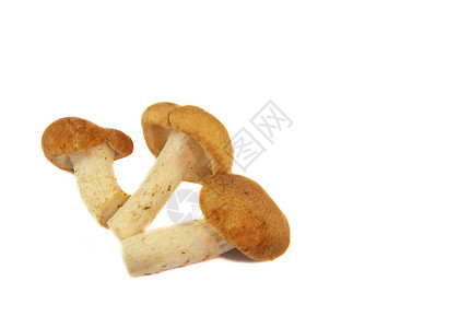 蘑菇原始新鲜的Shiitookes蘑菇图片