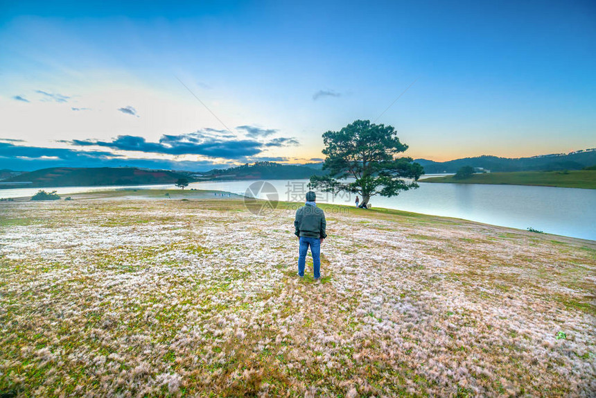 站在粉红草和松树上看日出的剪影男人图片
