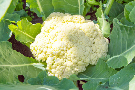 田里生长的菜花阳光落在头顶图片