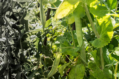 生长和发展概念颜色梯度环境问题花园里的青豆厂图片