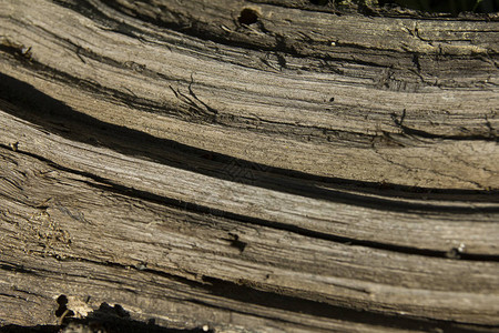 古老的枯燥干木质图片
