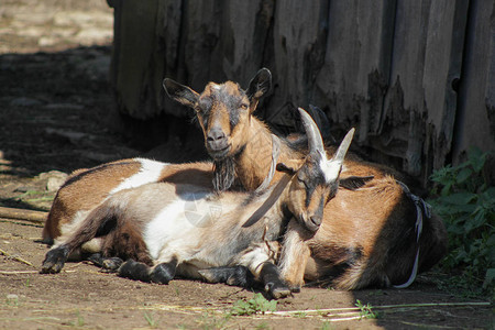 两只山羊在农场的院子里休息图片
