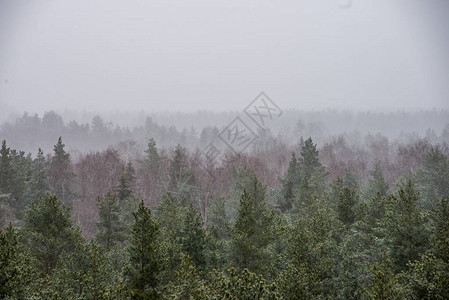 冬季迷雾森林的美景图片
