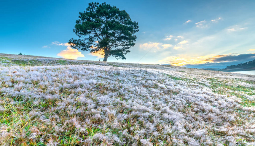 神奇的雪草山和松树在太阳还未升起的时候破晓图片