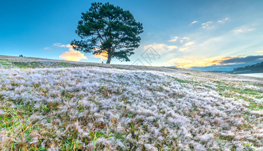 神奇的雪草山和松树在太阳还未升起的时候破晓背景图片