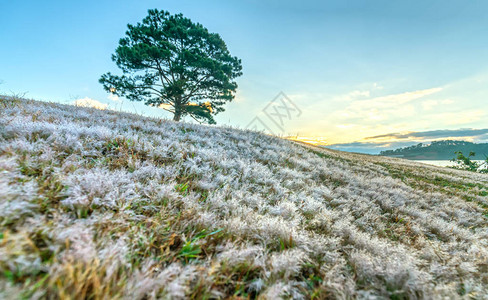 神奇的雪草山和松树在太阳还未升起的时候破晓图片