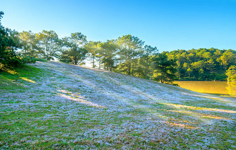 神奇的雪草和松树黎明时分图片