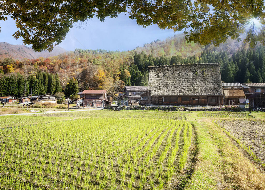 日本白川果和高山历图片