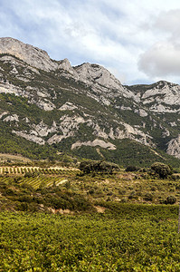 西班牙拉里奥哈的葡萄园在阳高清图片