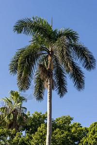 皇家棕榈树Roystonearegia图片