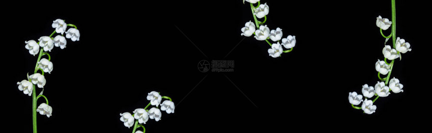 黑色背景中的铃兰花图片