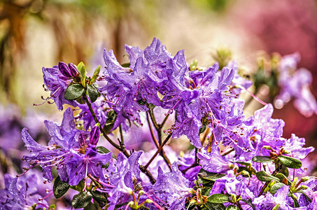 春天有紫色花朵的杜鹃花丛的一部分图片