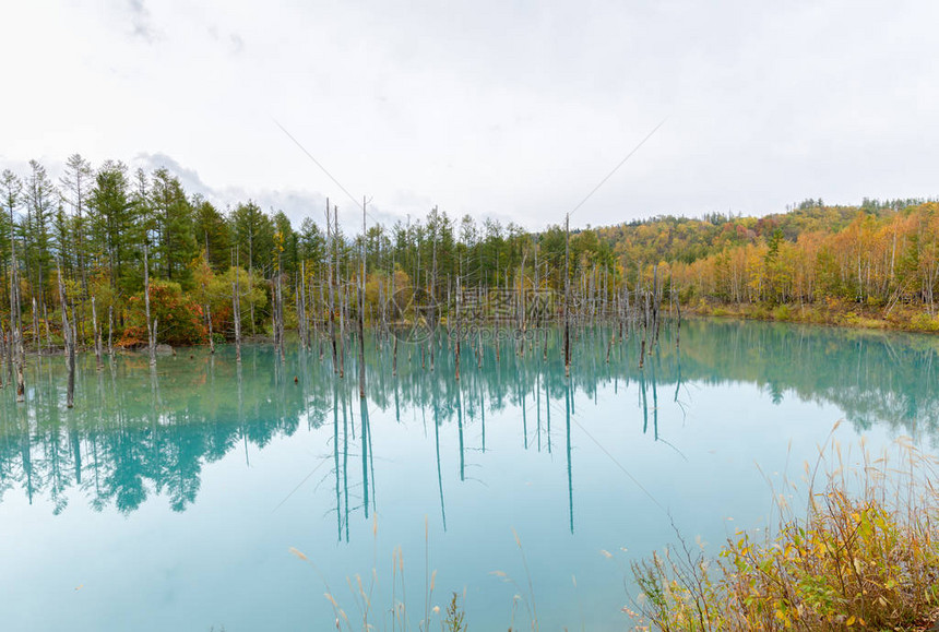 Biei北海道秋季节的蓝色池塘Aioike是比埃图片