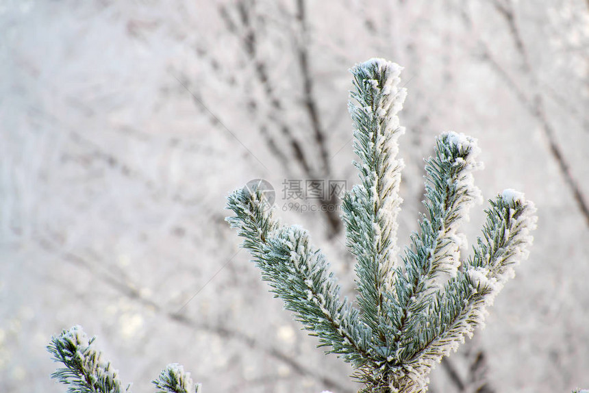 雪中明亮阳光明媚的松树林霜冻清晨后图片