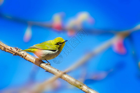 绿鸟蓝色背景栖息在樱花上图片