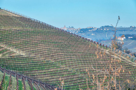 丘陵酿酒区葡萄园的冬季全景图片