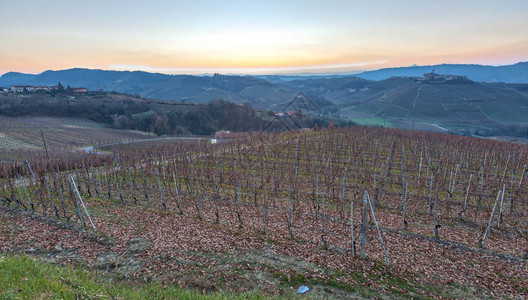 丘陵酿酒区葡萄园的冬季全景图片