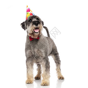 穿着生日帽子的普通Schnauzer站在白背景上站立图片