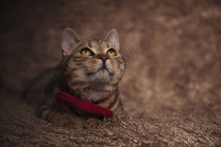 长着红领的可爱小猫躺在棕色皮背景图片