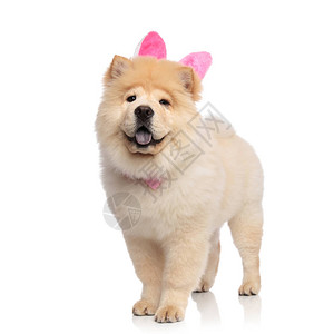 穿着粉红色兔子耳朵站在白色背景和喘气图片
