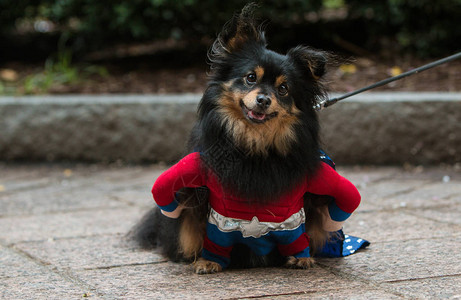 一只穿着超级英雄服装的可爱狗带着好奇的表情图片