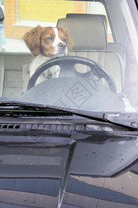 汽车车轮后面的狗图片