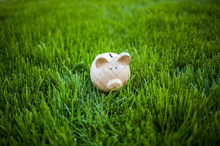 户外草地上省钱的陶瓷猪背景图片