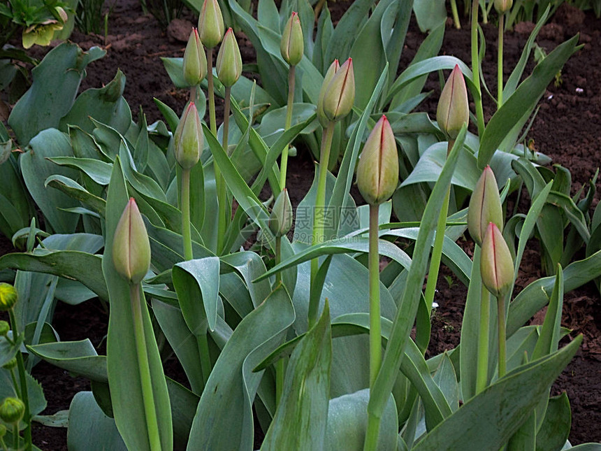 郁金香花未展开的芽绿色的叶子和茎秆准备在早春时节爆裂公园或花园中开花和开图片