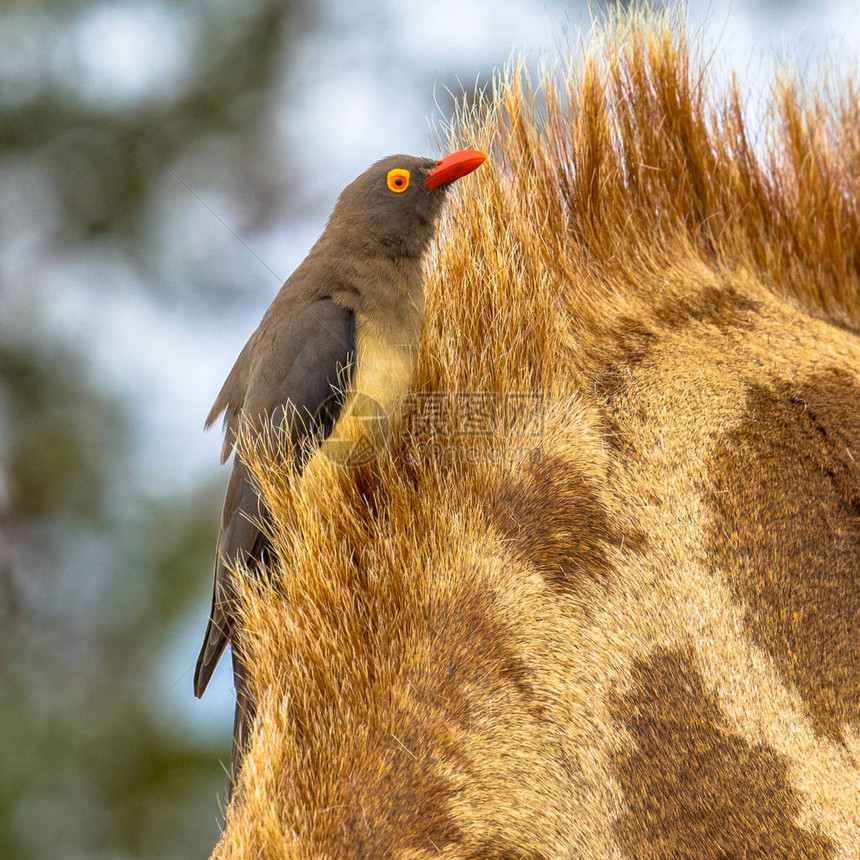 在南非克鲁格公园的GiraffeGiraffagiraffagiraffa颈毛中图片