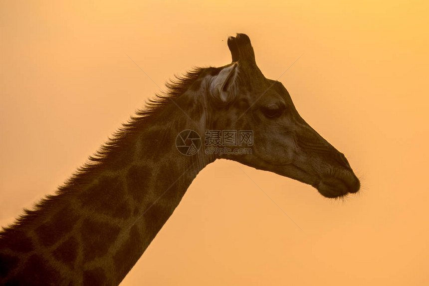 GiraffeGiraffagiraffa以橙色下午亮光的双影在南非克鲁格图片