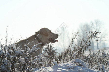 一只野外的狗拉布多猎犬图片