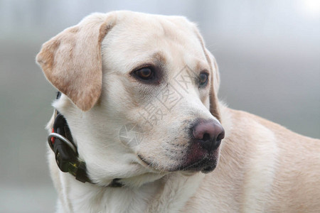 冬季用迷彩衣领紧贴一只狗LabradorRe图片