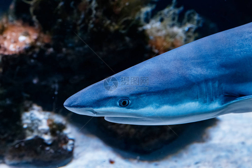 宏礁黑鲨carcharhinusmelanopterus关闭图片