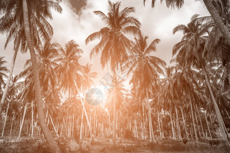 热带度假胜地太阳光线棕榈椰子树黑白景观图片