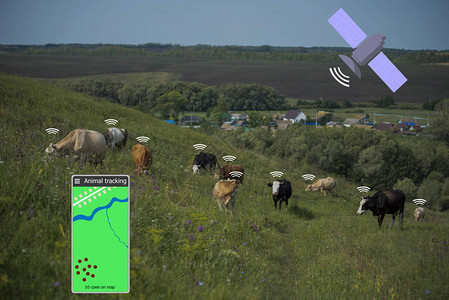 借助智能手机和奶牛上的传感器确定奶牛的位置智慧农图片