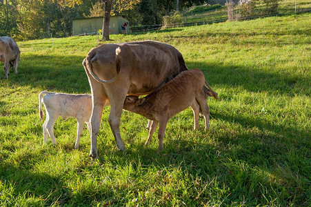 薄公英从母牛的乳房哺乳小牛背景