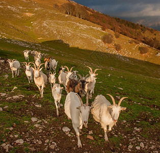 高山牧场的山羊图片