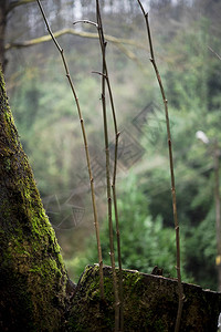 森林中有雾的自然图片