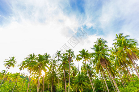 海边的椰子棕榈树清晨日图片