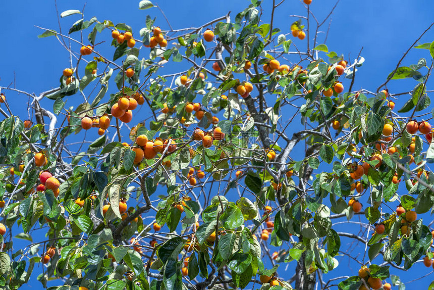 收获时树枝上的有机柿子果实它们是有益于人体健康的图片